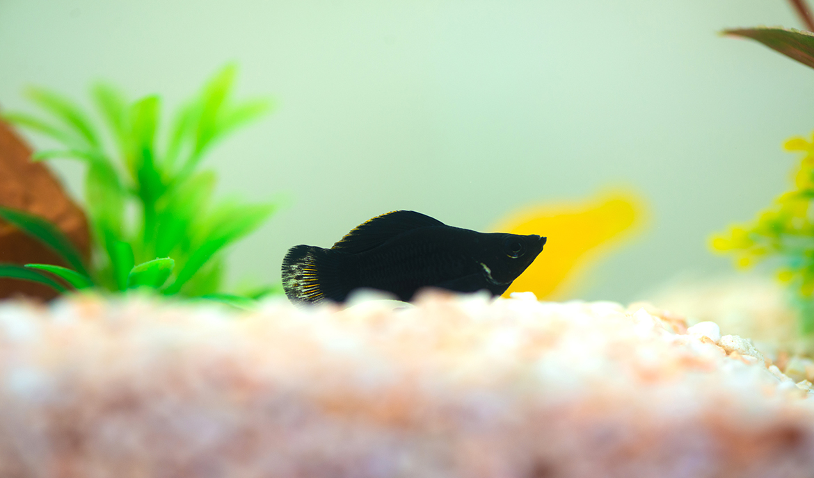 Black Molly: Tips on keeping and food